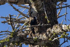 Dryobates albolarvatus