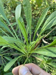 Coreopsis lanceolata