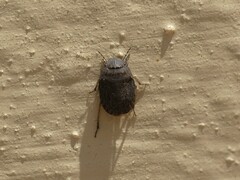 Pentatomoidea