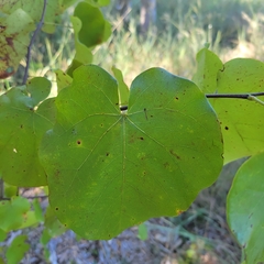 Cercis canadensis texensis