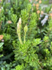 Phyllodoce glanduliflora