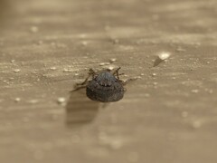 Pentatomoidea