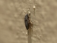 Pentatomoidea