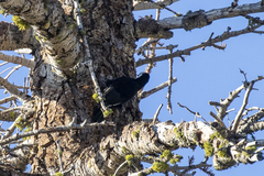 Dryobates albolarvatus