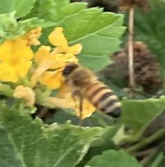 Apis mellifera