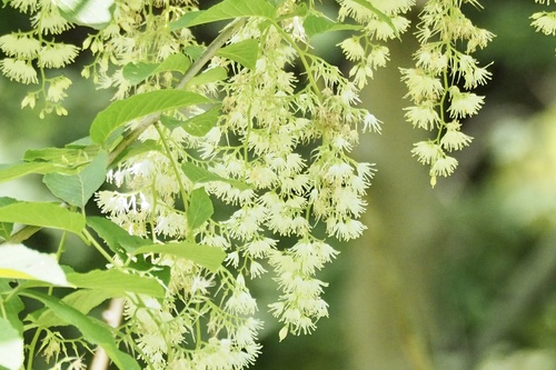 Pterostyrax hispidus (Pterostyrax hispidus)