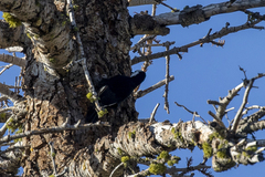 Dryobates albolarvatus
