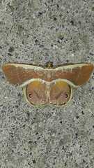 Opisthoxia