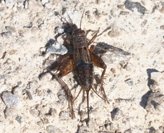 Allonemobius fasciatus