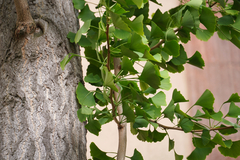 Ginkgo