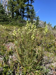 Pedicularis contorta
