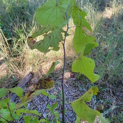Cercis canadensis texensis