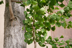 Ginkgo