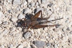 Allonemobius fasciatus