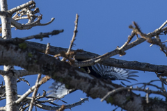 Dryobates albolarvatus