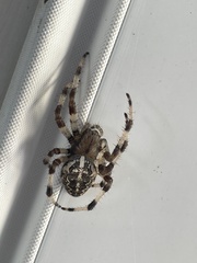 Araneus