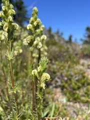 Pedicularis contorta