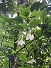 Brugmansia