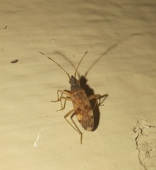 Ozophora picturata
