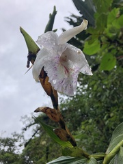 Sobralia