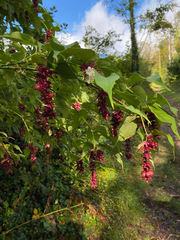 Leycesteria formosa