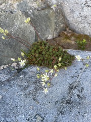 Saxifraga bronchialis