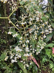 Begonia parviflora