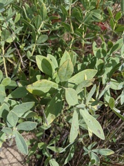 Baptisia bracteata
