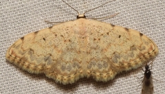 Scopula submutata