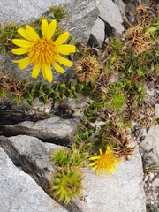 Cullumia setosa