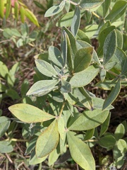 Baptisia bracteata