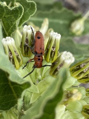 Tetraopes thermophilus