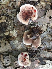 Hydnellum peckii image