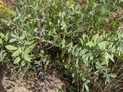 Baptisia bracteata