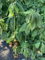 Aesculus parviflora