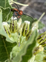 Tetraopes thermophilus