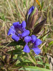 Gentiana puberulenta