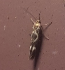 Scythris trivinctella