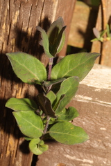 Lonicera periclymenum