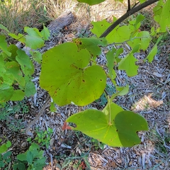 Cercis canadensis texensis
