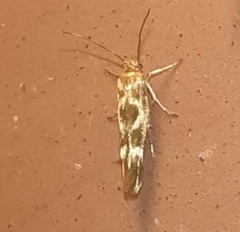 Scythris trivinctella