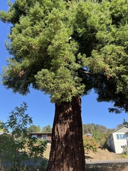 Sequoia