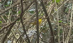 Basileuterus culicivorus