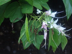 Bauhinia divaricata