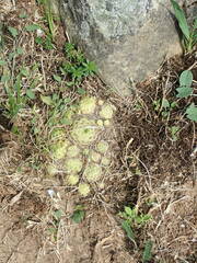 Sempervivum globiferum