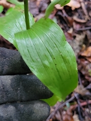 Epipactis helleborine