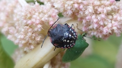 Nezara viridula