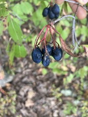 Viburnum prunifolium