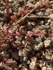 Portulaca halimoides