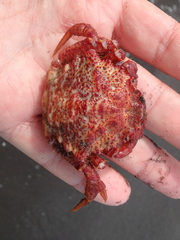 Telmessus cheiragonus